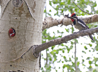 Red naped Sapsuckers 3503